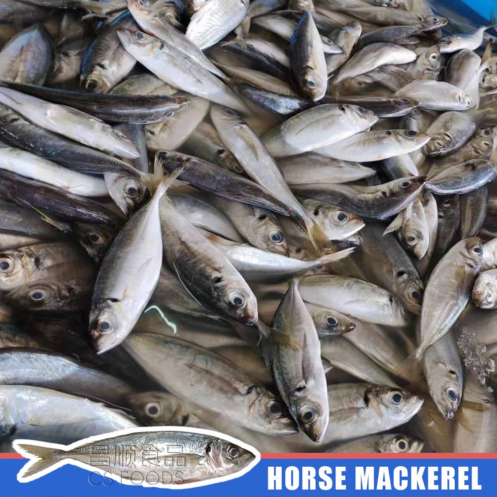 horse mackerel horse mackerel